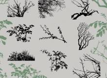 植物枝条、树杈剪影图形造影Photoshop笔刷素材下载