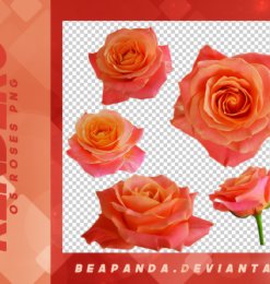 5种玫瑰鲜花花朵图案韩国笔刷风格下载（PNG免扣图透明格式）
