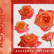 5种玫瑰鲜花花朵图案韩国笔刷风格下载（PNG免扣图透明格式）
