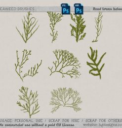 海藻植物图案PS笔刷下载