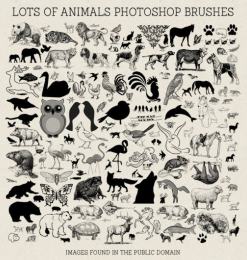 可爱卡通动物百科图案PS笔刷素材下载