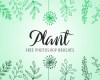漂亮的手绘植物线条花纹图案Photoshop笔刷素材下载