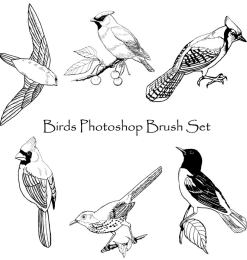 手绘鸟类图形Photoshop笔刷素材下载