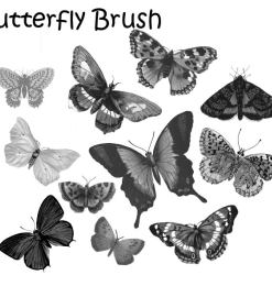 蝴蝶标本图案Photoshop笔刷下载