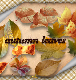 真实的树叶、叶子、秋天落叶、枯黄枫叶梧桐叶PS笔刷素材下载（PNG透明格式）