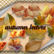 真实的树叶、叶子、秋天落叶、枯黄枫叶梧桐叶PS笔刷素材下载（PNG透明格式）