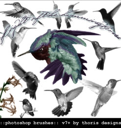 真实的蜂鸟飞行姿势图案Photoshop鸟类笔刷