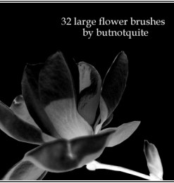 32种鲜花花朵图案素材PS笔刷免费下载
