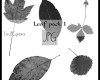 落叶、枯叶、树叶、叶子图案Photoshop笔刷素材下载（JPG图片格式）