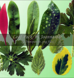 绿色叶子、树叶、叶片Photoshop笔刷素材下载（已抠图，PNG透明图片格式）