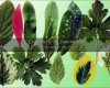 绿色叶子、树叶、叶片Photoshop笔刷素材下载（已抠图，PNG透明图片格式）