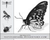 昆虫标本风格素材PS笔刷下载