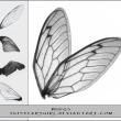 昆虫翅膀图案PS笔刷下载