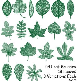 手绘54种树叶、叶子纹理效果PS笔刷素材