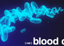 25种血红细胞图像PS笔刷下载