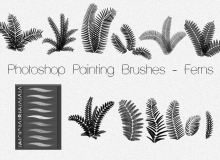 蕨类植物叶子图案PS高清笔刷素材