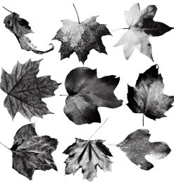 秋天的树叶、落叶、枫叶图像PS笔刷素材