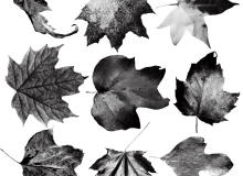秋天的树叶、落叶、枫叶图像PS笔刷素材