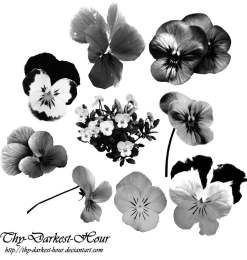 漂亮的三色堇鲜花花朵图案PS笔刷下载