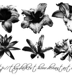 梦幻玫瑰茄花朵、漂亮的鲜花图案PS笔刷下载