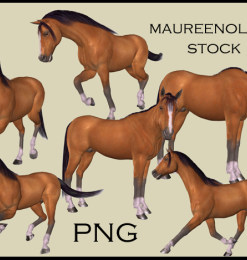 壮实的棕色骏马、站立的马图像Photoshop马笔刷素材（PNG图片素材）