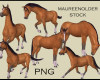 壮实的棕色骏马、站立的马图像Photoshop马笔刷素材（PNG图片素材）