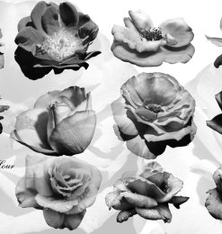 盛开的真实鲜花花朵图案PS笔刷下载