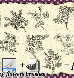 写实的植物花卉图案、野草野花PS花纹笔刷