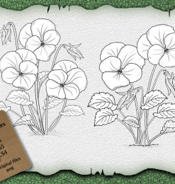 漂亮的三色堇鲜花花纹图案PS笔刷素材（含Ai矢量文件）