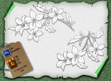 铁线莲花朵图案、素描式花朵PS笔刷下载（Ai文件下载）