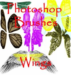 蝴蝶翅膀、昆虫翅膀图像PS笔刷免费素材下载