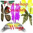 蝴蝶翅膀、昆虫翅膀图像PS笔刷免费素材下载