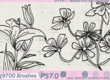 手绘线框鲜花花朵图案PS笔刷素材