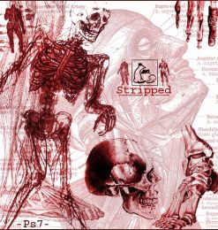 人体解剖图、人体骨骼组织PS笔刷下载