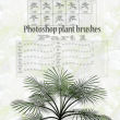 photoshop植物松针叶笔刷素材