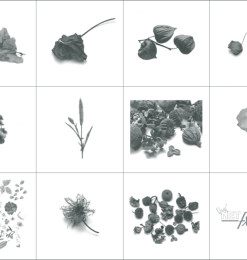 11种高清分辨率的植物叶子、花朵、嫩枝条等PS植物笔刷素材