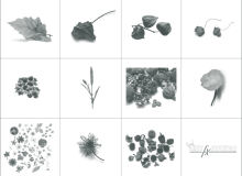 11种高清分辨率的植物叶子、花朵、嫩枝条等PS植物笔刷素材