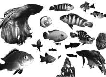 金鱼、海洋生物、小丑鱼、鱼PS笔刷下载