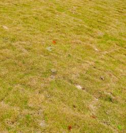 免费商用授权!春天的人工草皮、草坪、草地高清照片（6240X4160像素）