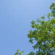 枫杨树与天空背景照片（可免费商用，超大分辨率免费照片下载）