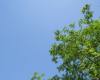 枫杨树与天空背景照片（可免费商用，超大分辨率免费照片下载）