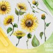 手绘太阳花、向日葵图形PS笔刷素材（PNG格式）