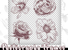 4种手绘花朵、盛开鲜花图案PS笔刷包下载（PNG格式）