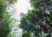 阳光下的树林风景照片下载 – 免费正版图片