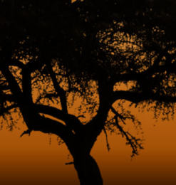 8种高清非洲大树、树木剪影PS笔刷