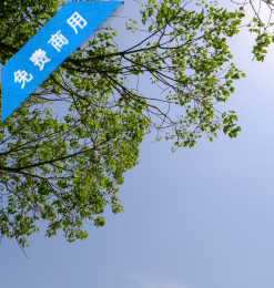 蓝天下的树荫背景  –  超4K照片免费下载