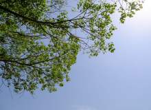 蓝天下的树荫背景  –  超4K照片免费下载