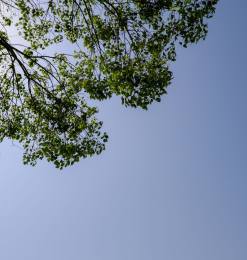 高品质树荫和天空高清照片下载  –  免费正版授权