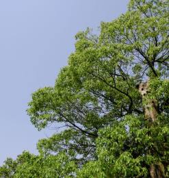 大树、蓝天高清图片 – 免费免费照片