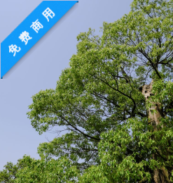 大树、蓝天高清图片 – 免费免费照片